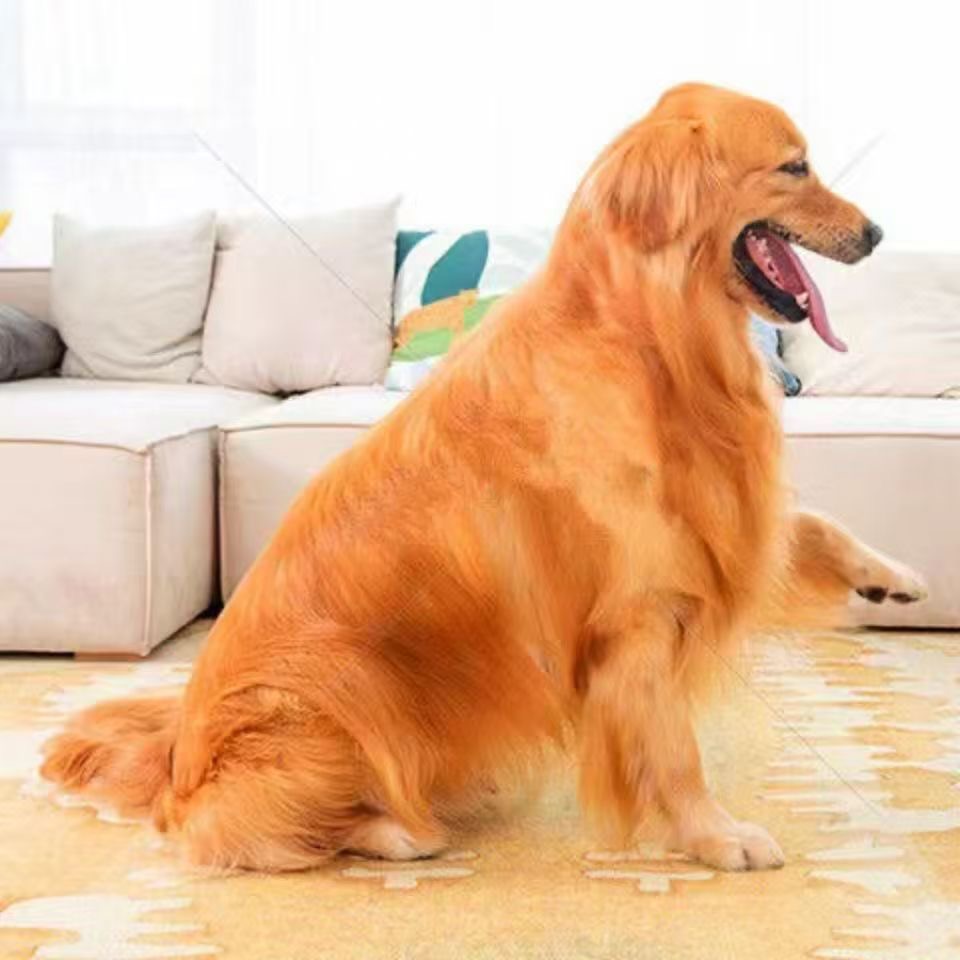 活体精品金毛寻回犬温顺伴侣犬温馨提示训练过