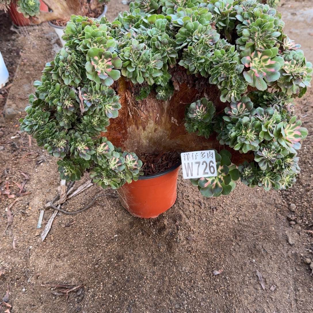 风***雅726香妃缀化官服30左右2