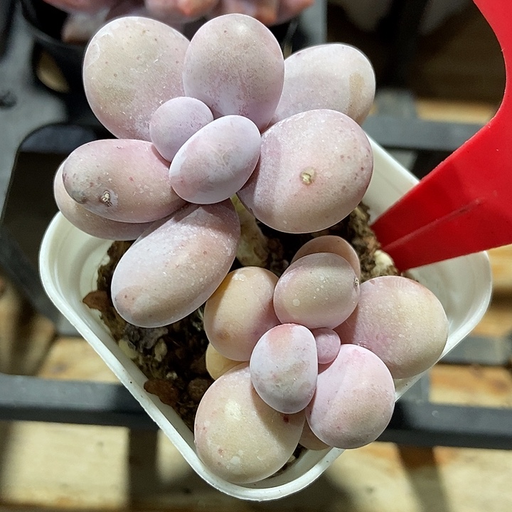 多肉酱原始奶837多肉