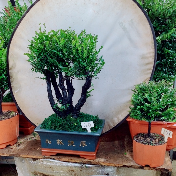 江***父完全开放60编号紫檀