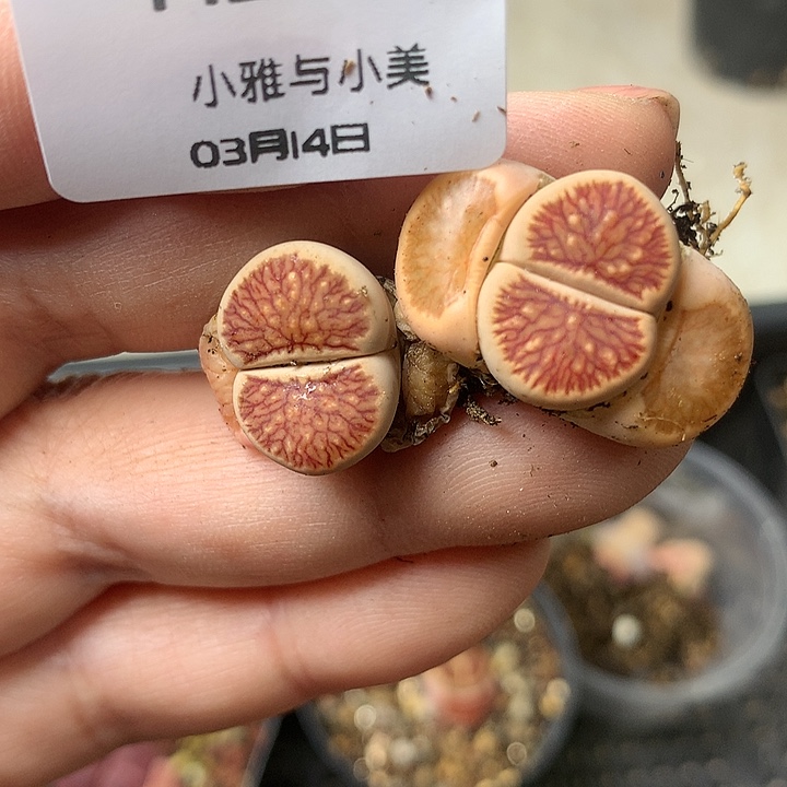 M253多肉植物保护研究所