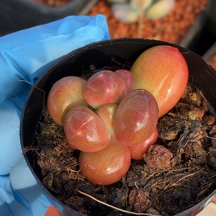 柠*.正版潘朵拉锦多肉植物