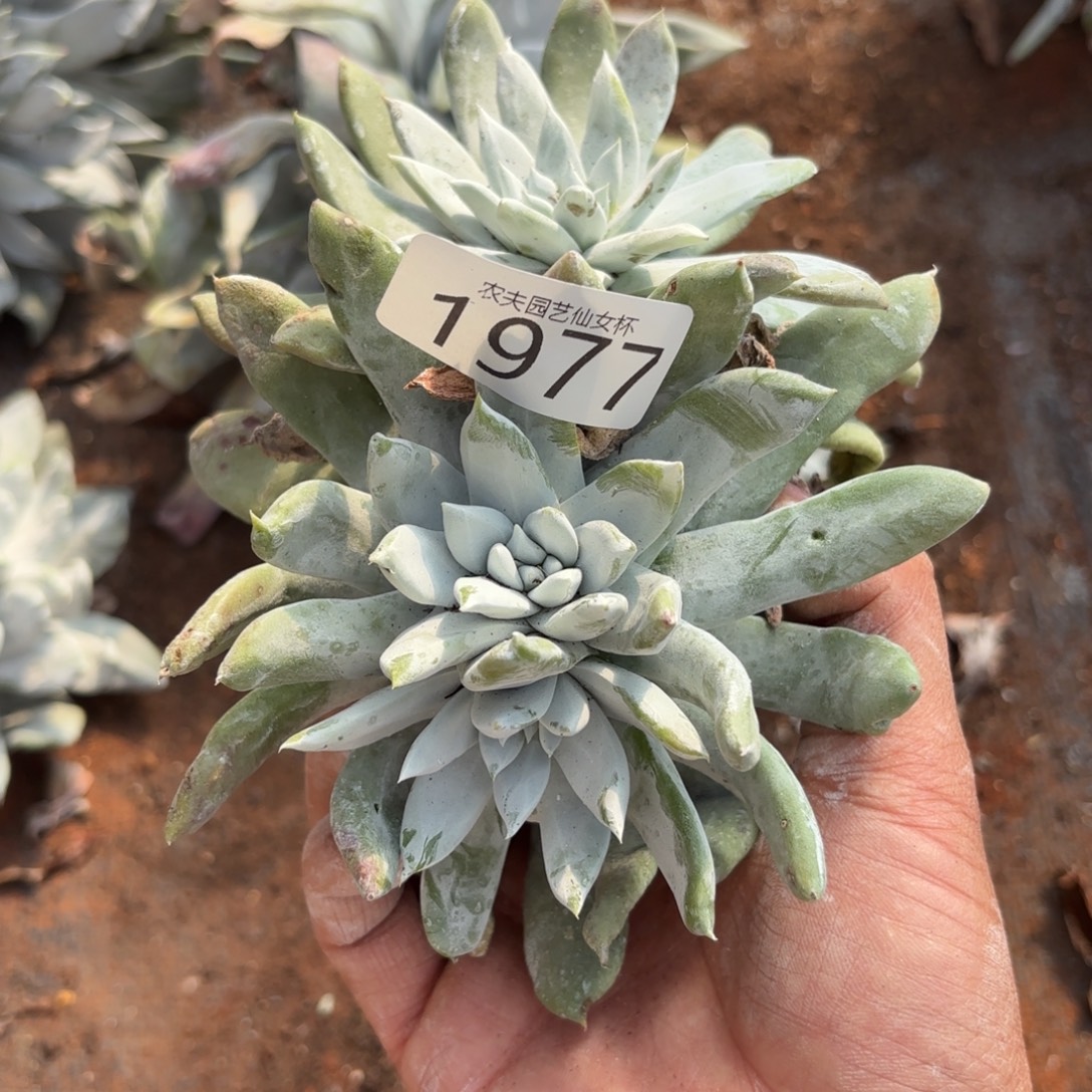 3代杂交仙女杯多肉福利瑕疵