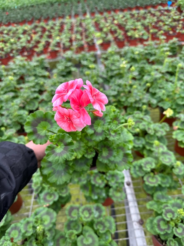 大山宫 直立天竺葵