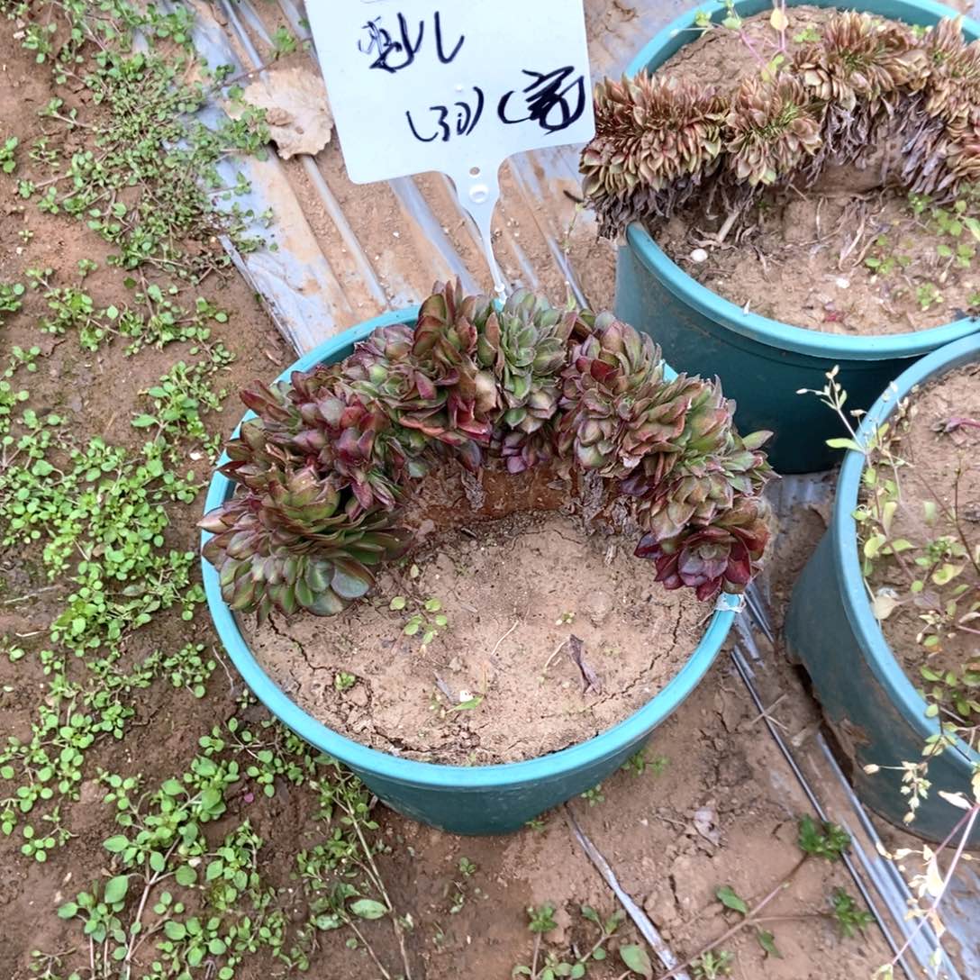 ღ***࿐B318抹茶寄养抹茶寄养