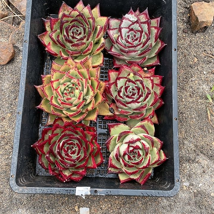 若如东云单拍A310