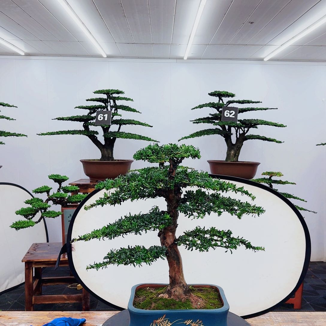 无花朵00000000000000