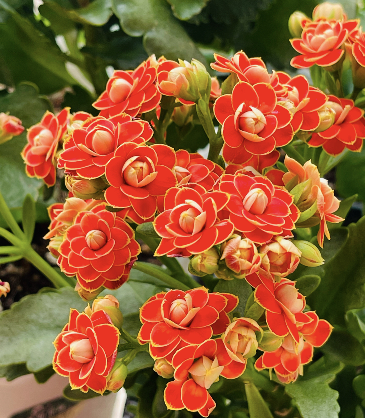 【金狐狸】130盆一代长寿花