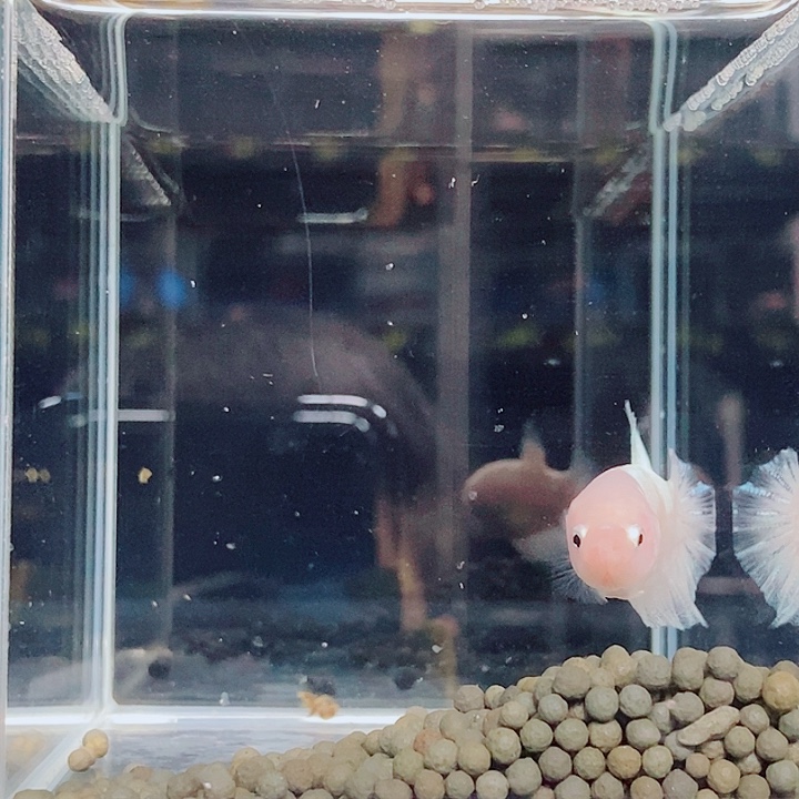 *****斗鱼蓝28 3 8 11 20 