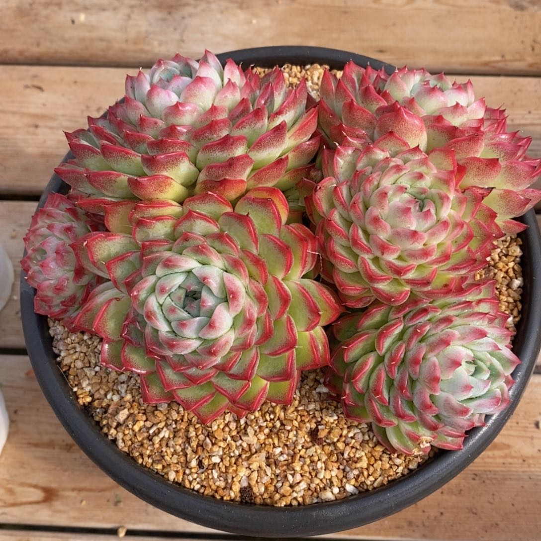 可问主播品种，下滑链接更多品种多肉选择