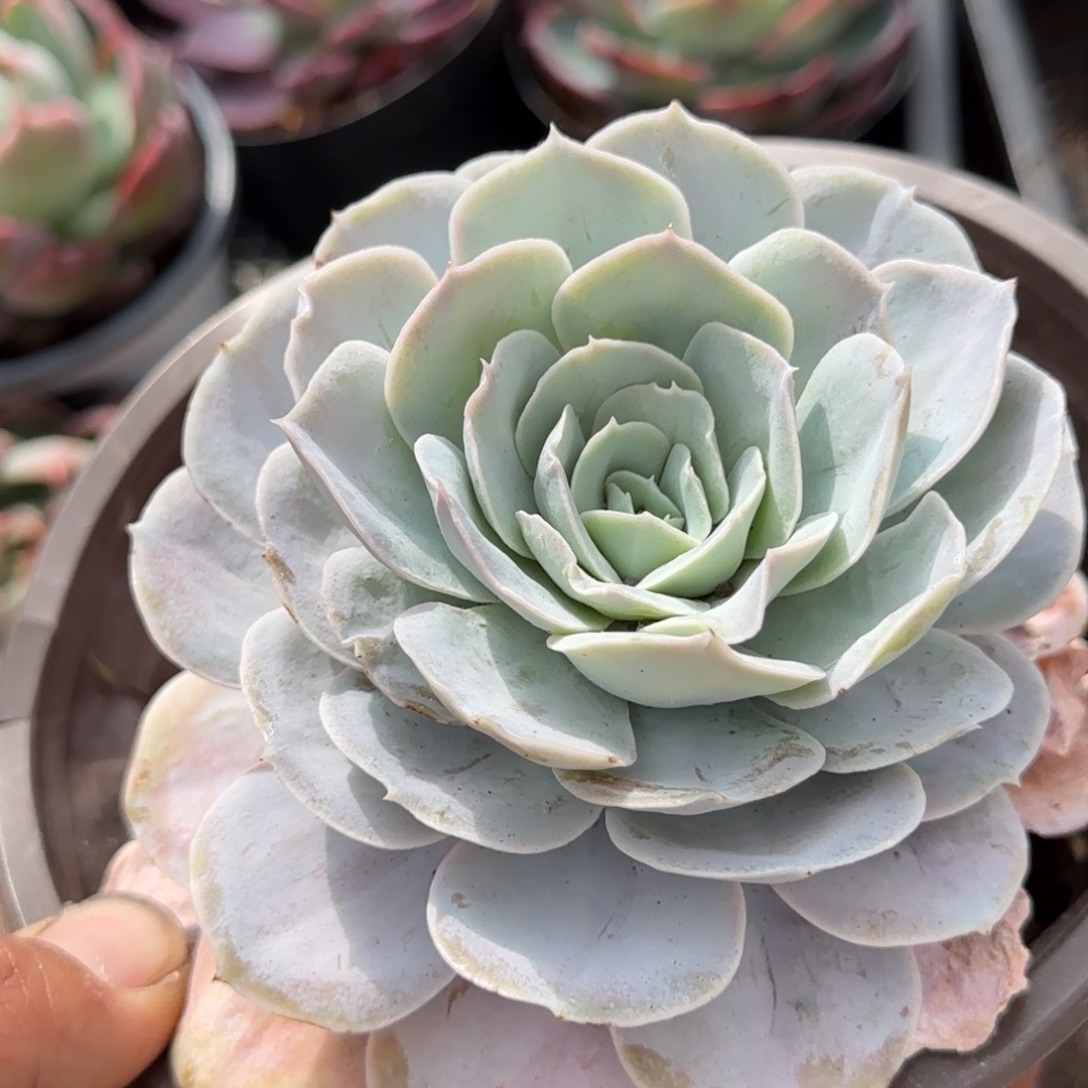 圣卡洛斯惊鸿一物一拍包装收缩花旱