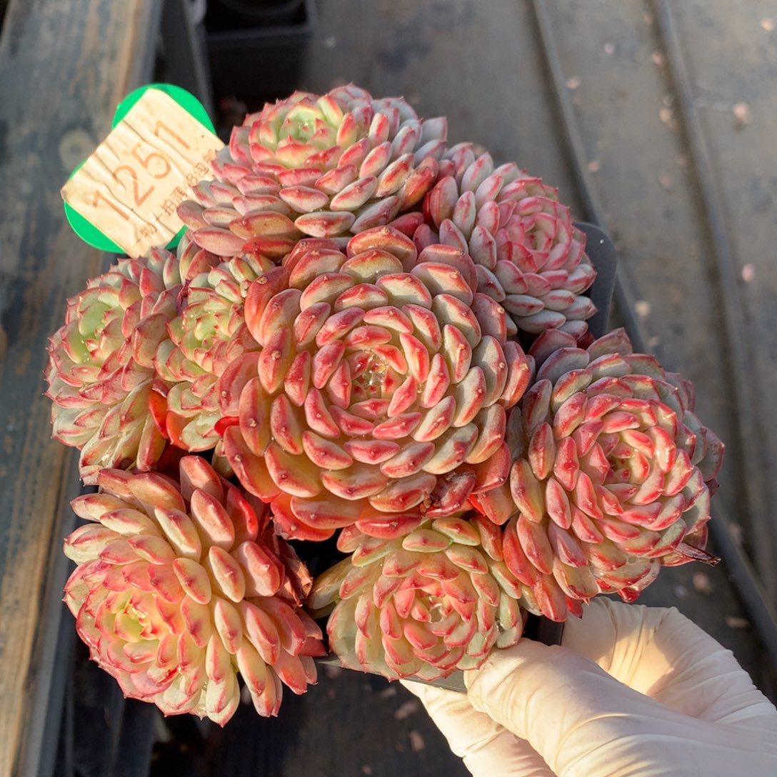 白胖子老桩无砍1251