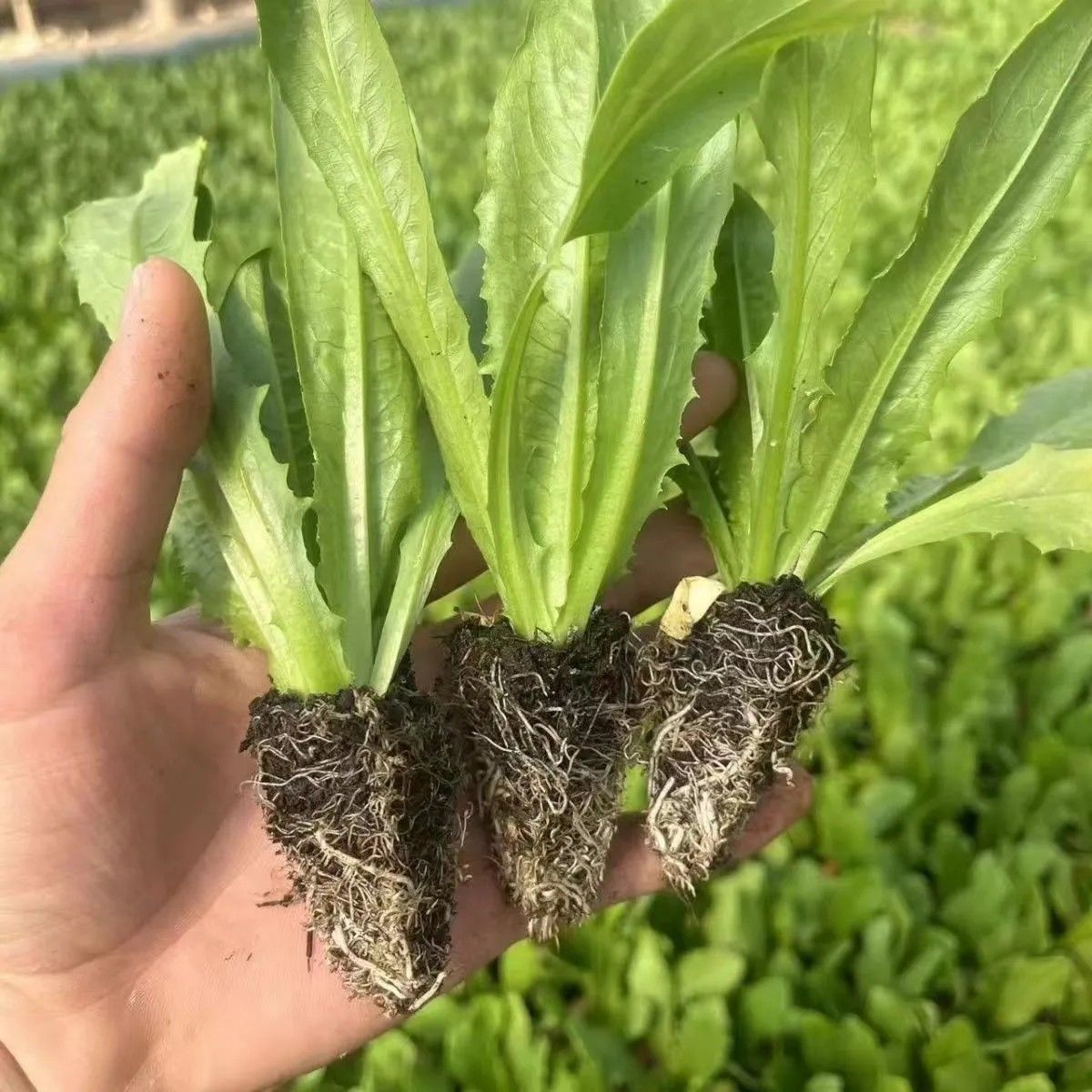 油麦菜秧苗蔬菜秧苗优质种植基地直发易种易活耐寒耐热带土发货
