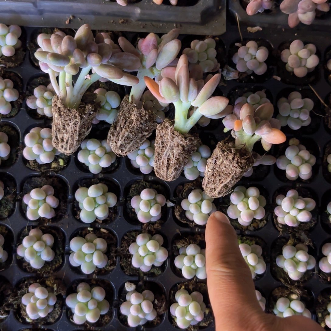 芒果奶朵朵缀一颗量拍