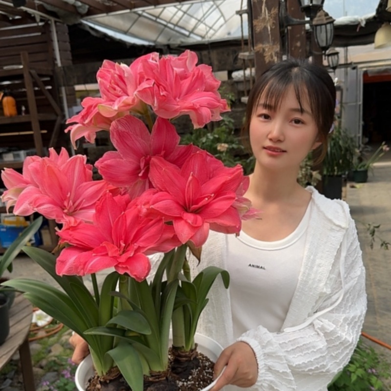 糖果仙女大球1个