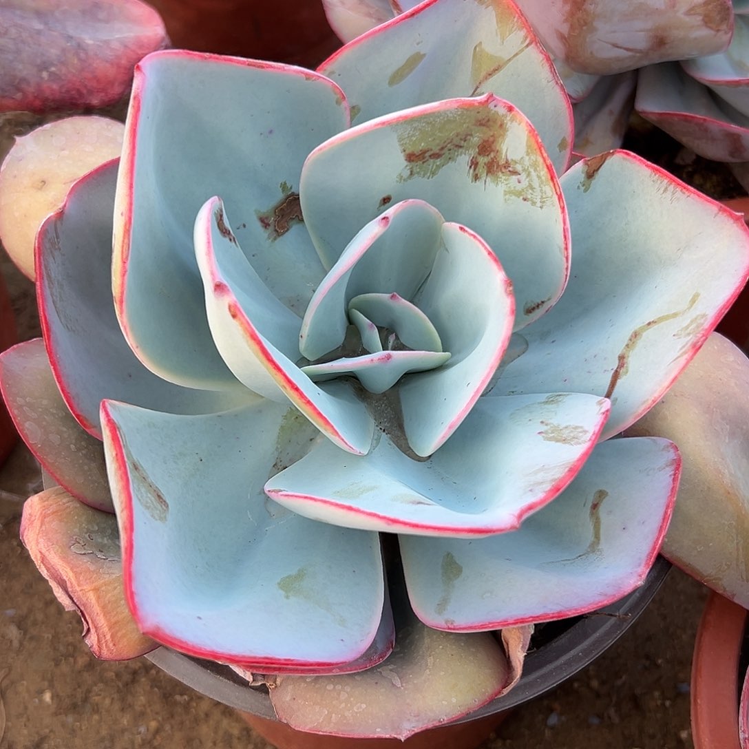 多肉植物布鲁克林蓝