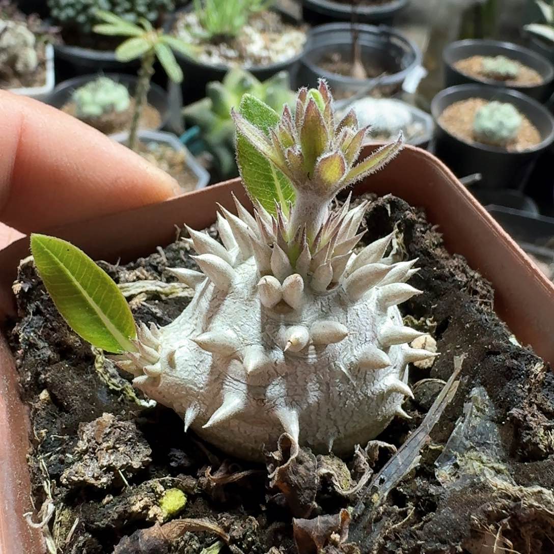 363惠比大黑带盆发货