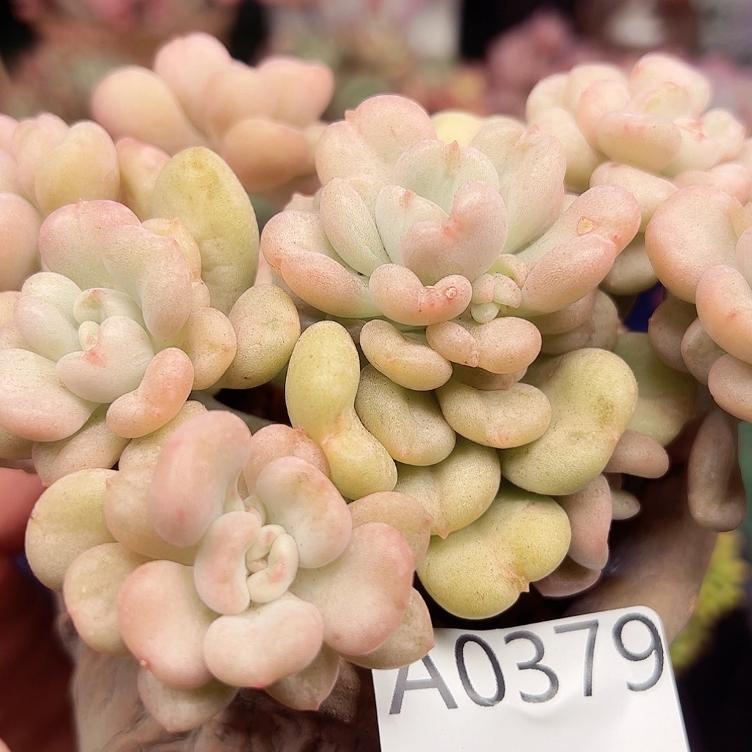 幸运的是我的朋友们