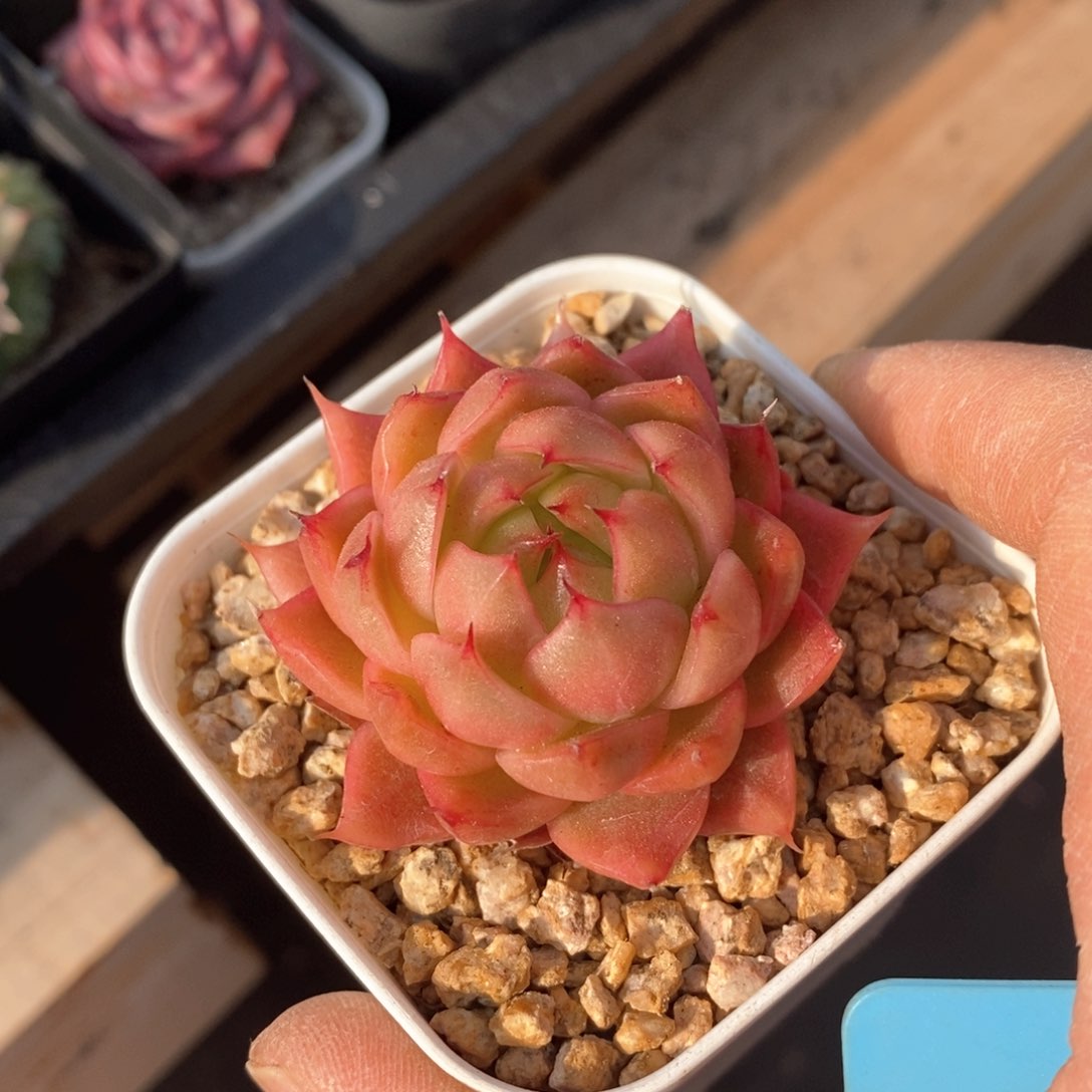 精品多肉一物一拍不包整110