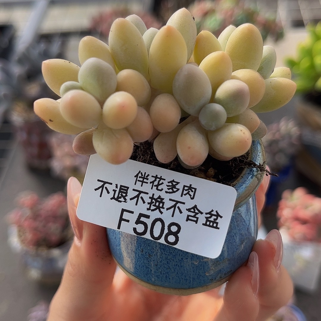 508-黄金手指奶多肉4cm
