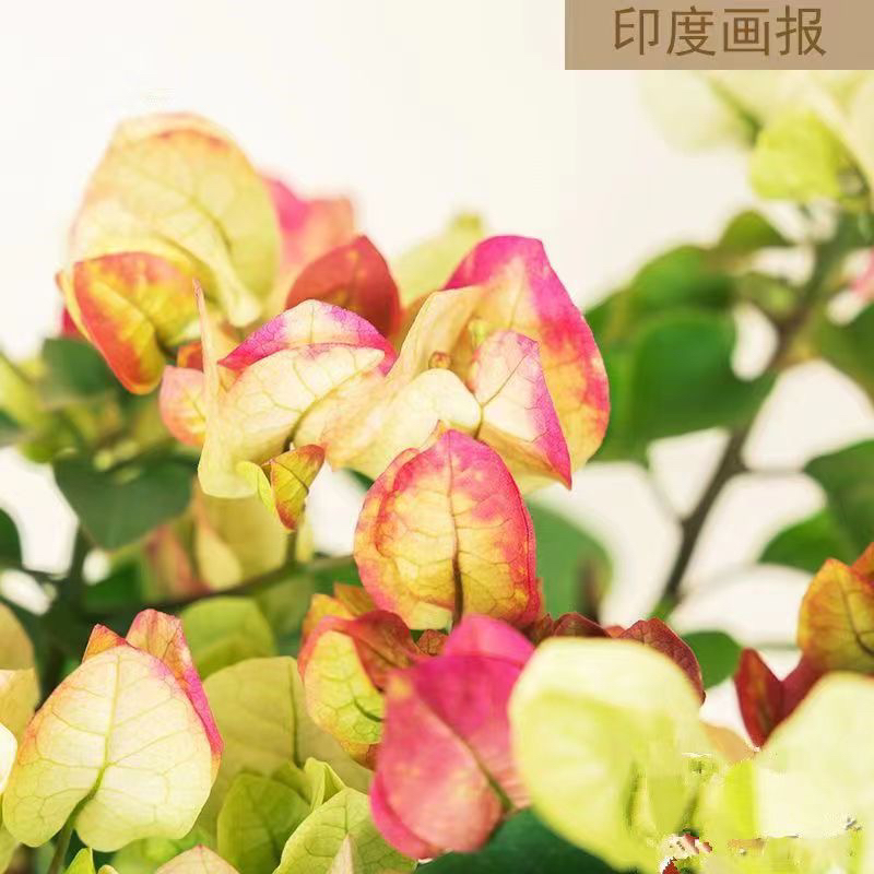 《画报1苗》正宗三角梅基地直发阳台庭院可飘枝垂丝爬藤四季勤花。  