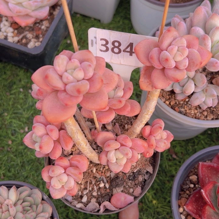 健健康康平平安安