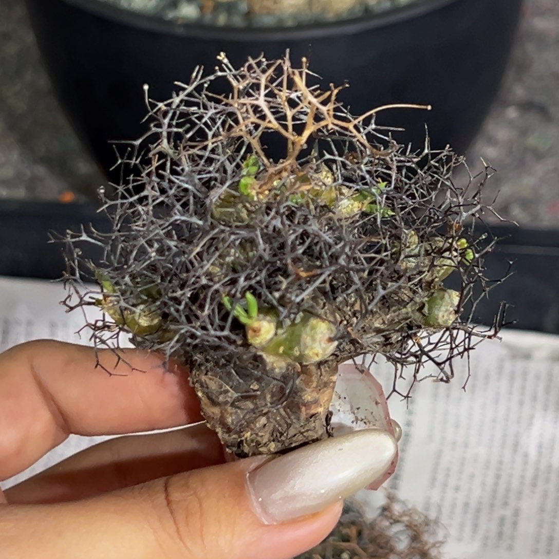 m万物想老家沧桑造景首先