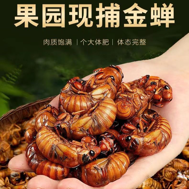 顺丰包邮新鲜速冻山东知了猴金蝉爬叉营养美味2.5-3克