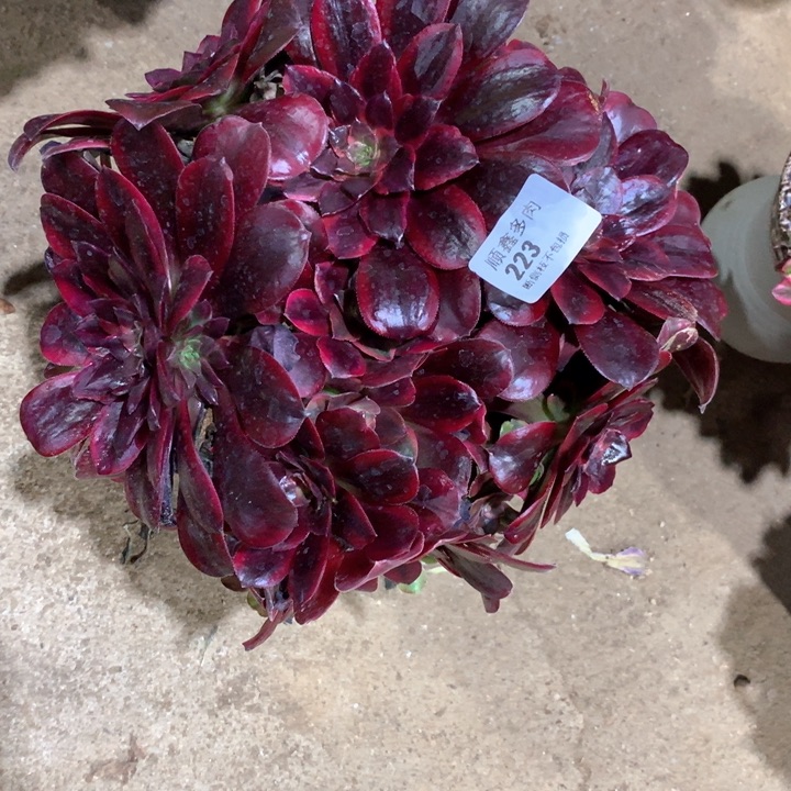 223蒙娜丽莎多肉植物