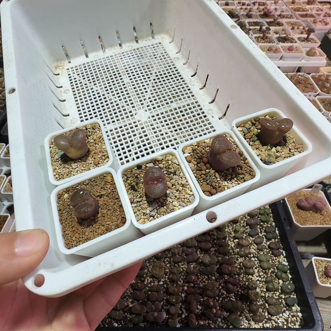 宁***滥多肉植物福利风铃