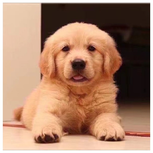 金毛幼犬纯种3个月大骨架沙滩金毛双血统枫叶红高智商导盲犬活宠