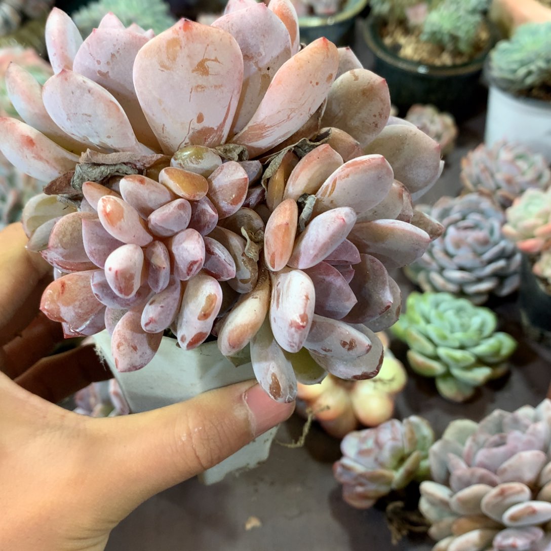 哈哈哈哈哈哈哈哈哈缀