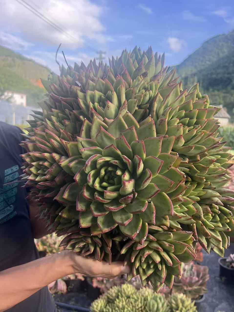 高颜值大东云老桩