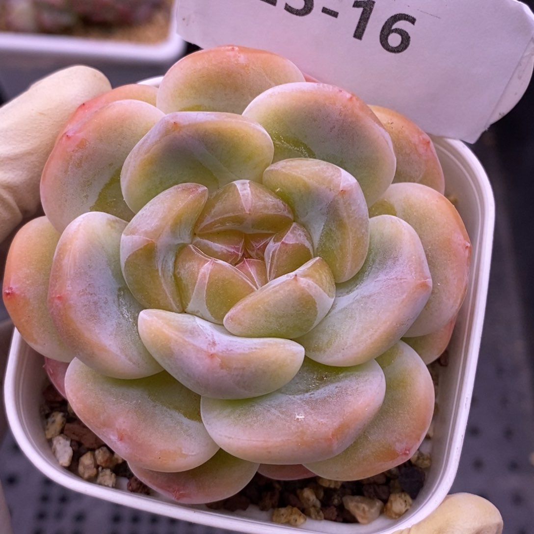 【闪购商品】25-16