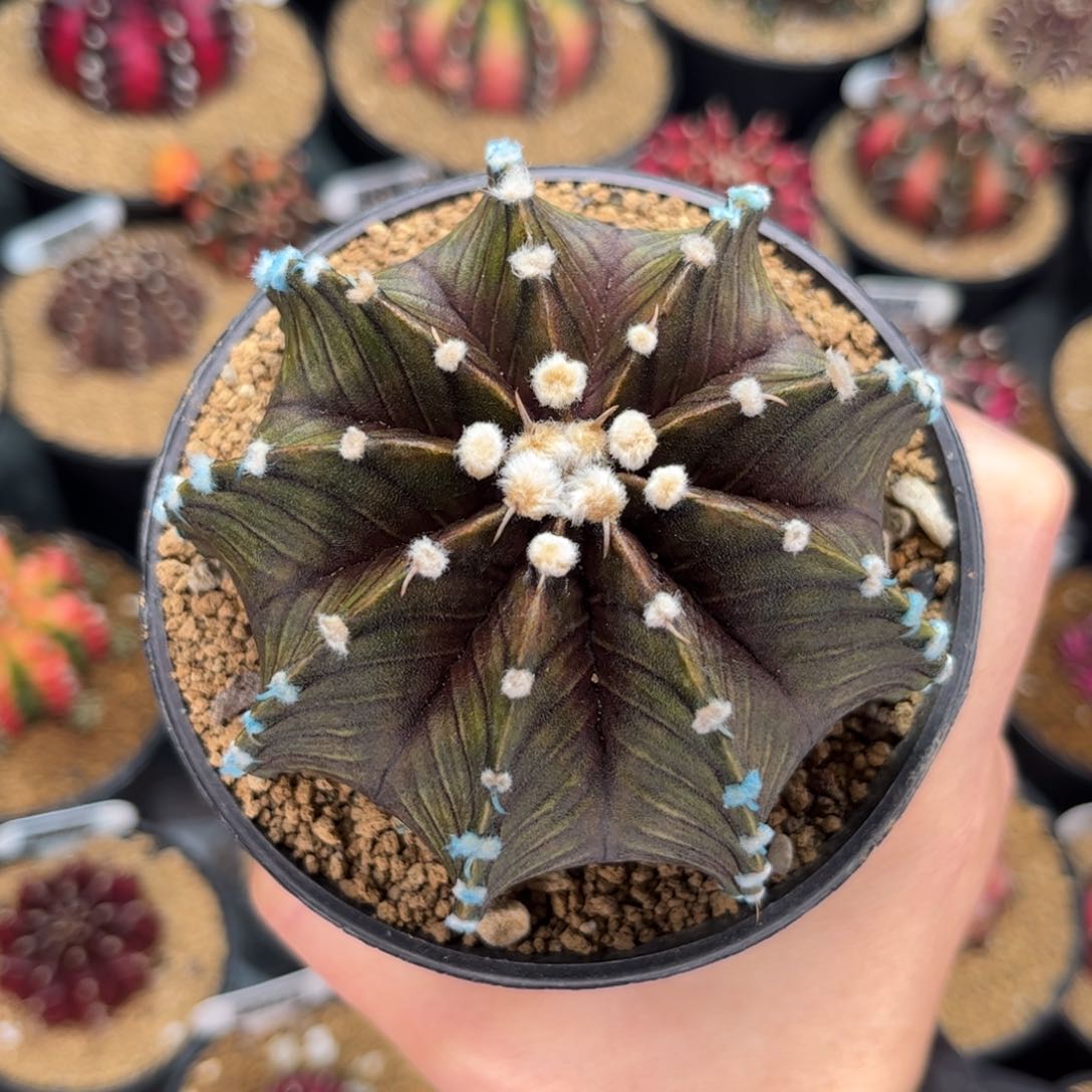 高绒肋骨 米哈仙人球