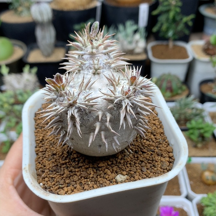 惠比大黑母本带盆