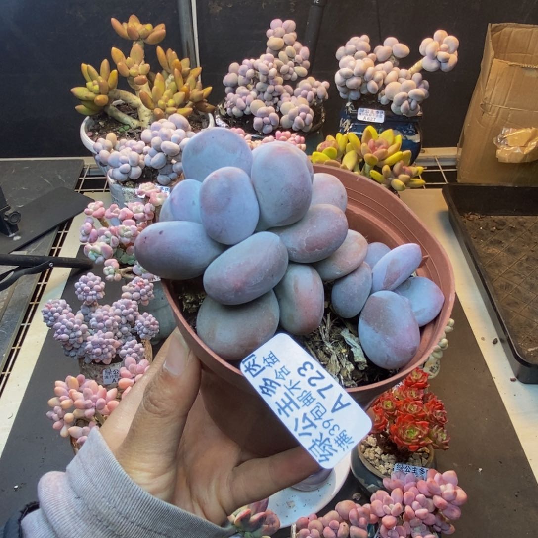 593大叶奶多肉9c m