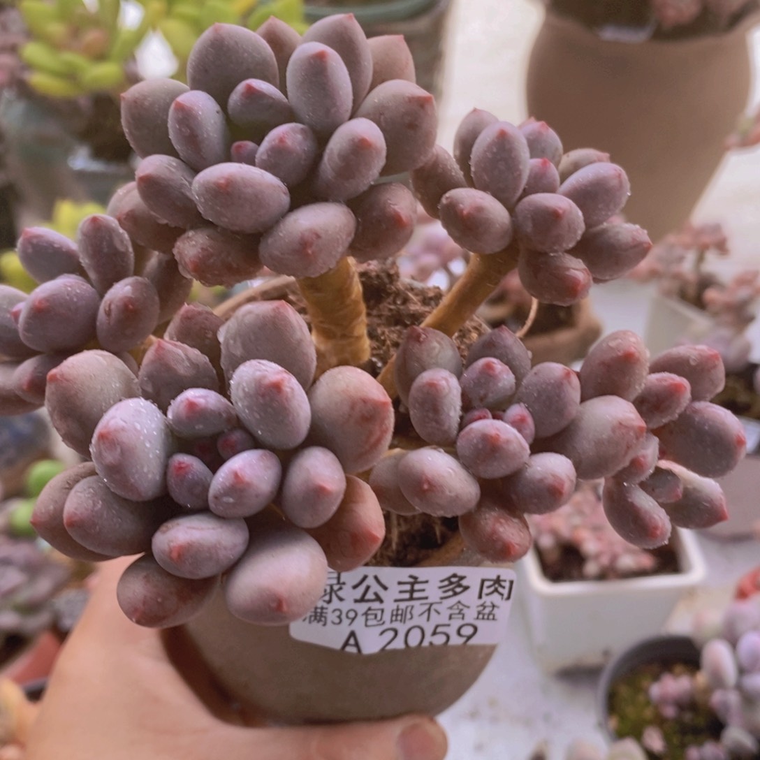 仙子奶10cm2059多肉植物 