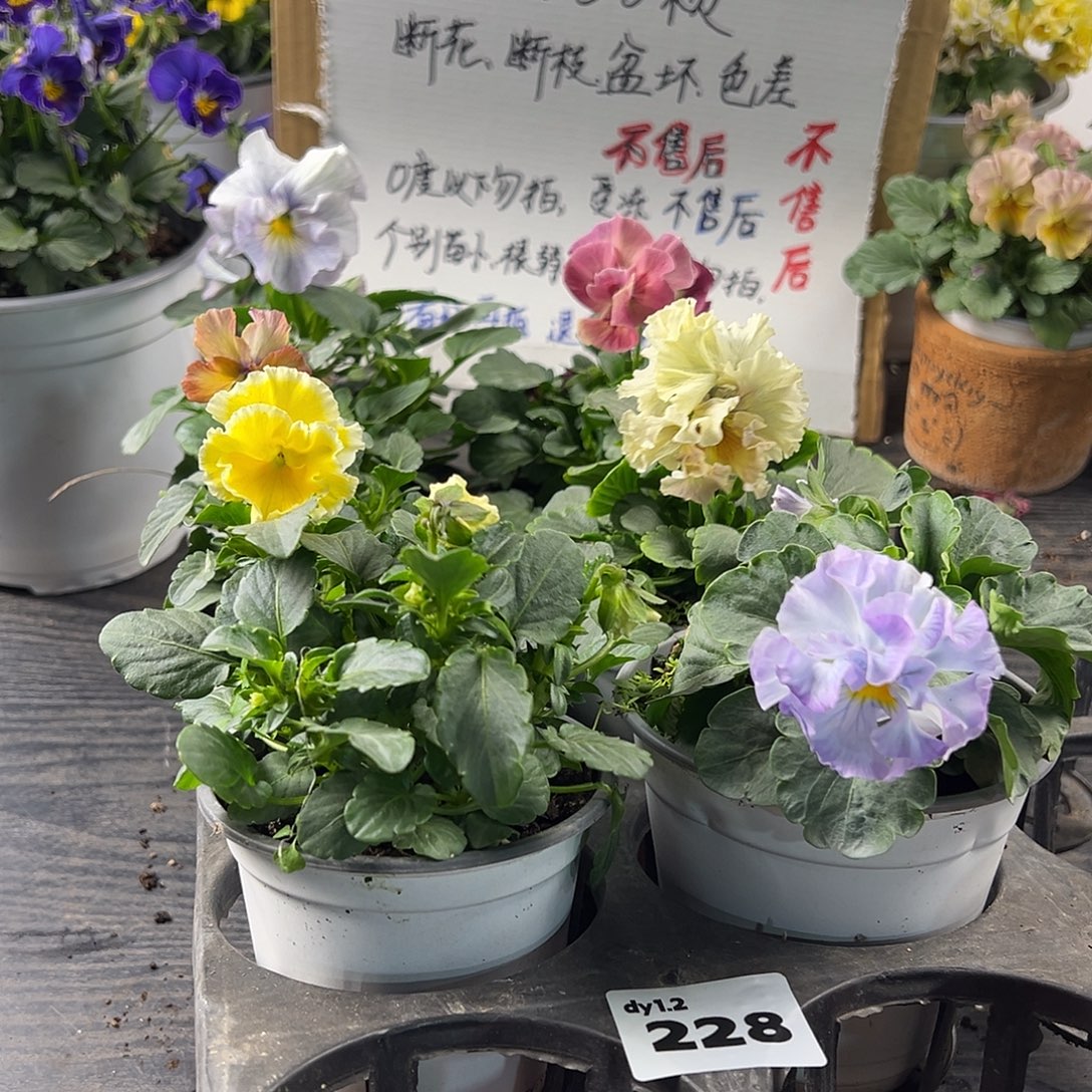 大部分花苞少量开放228号