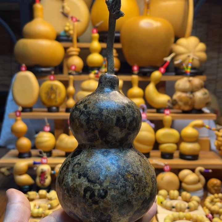 季***夏天然葫芦自然生长