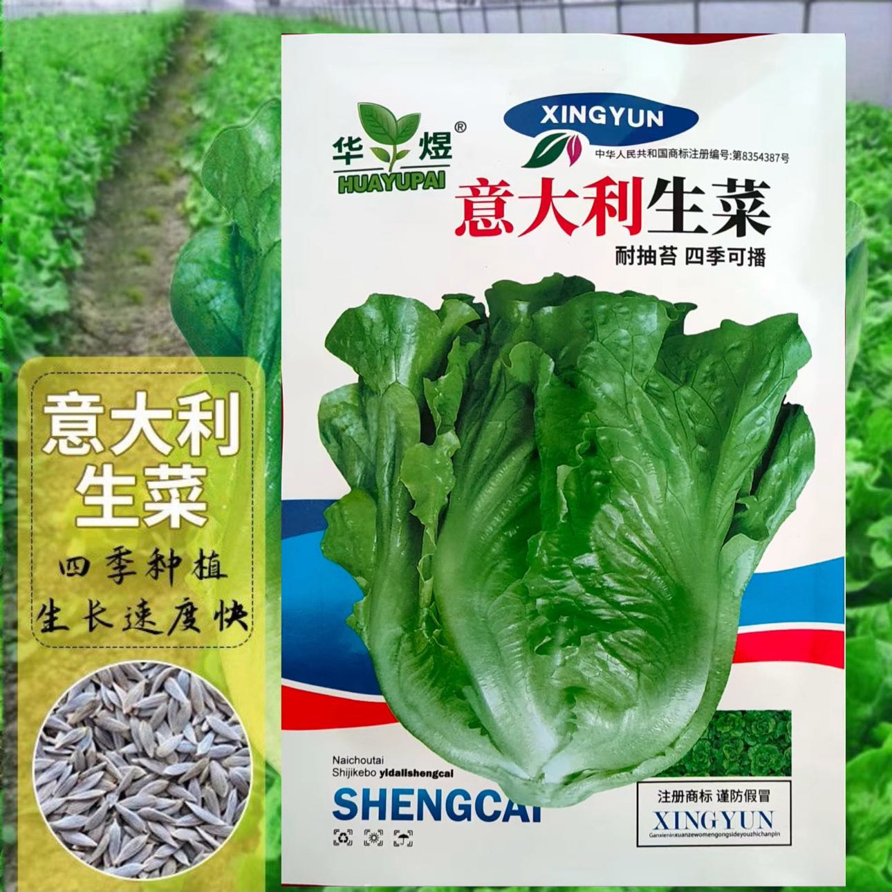 意大利耐抽苔生菜种子耐热耐寒全年奶油生菜阳台蔬菜种籽