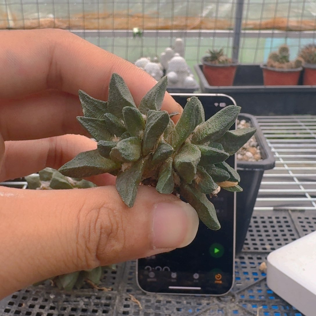 用****6仙人球开花一个
