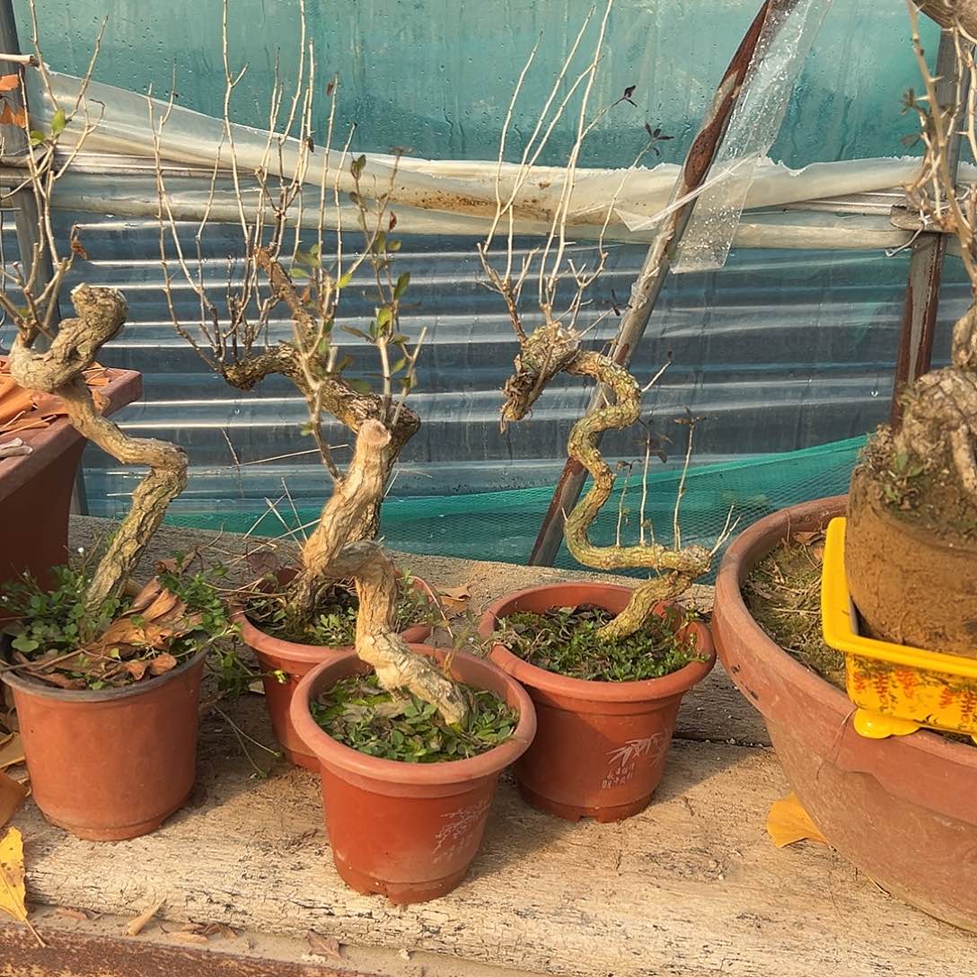 喜***渔无花朵枸杞盆景是由当地