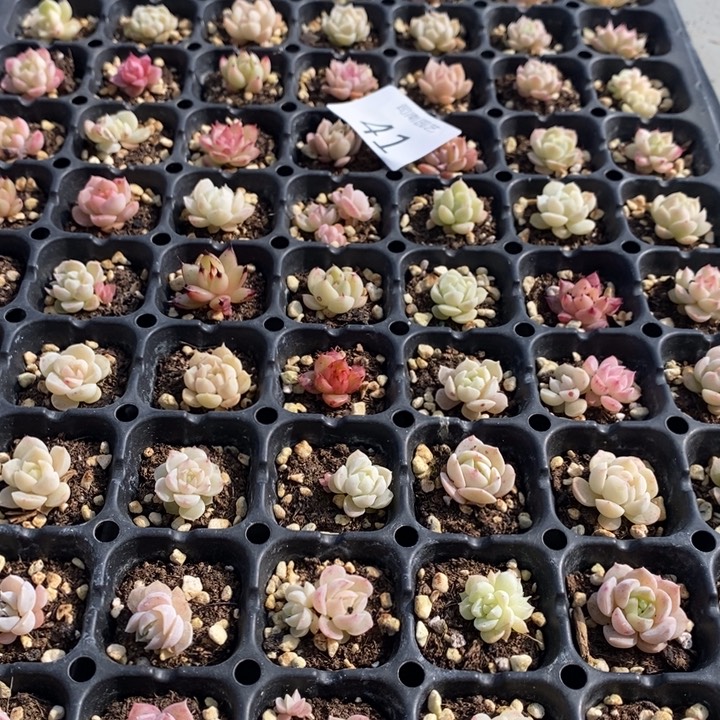 41 多肉植物盆栽植物