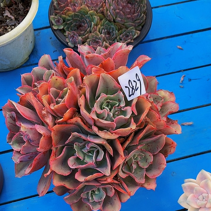 ?****?芬克群生2829