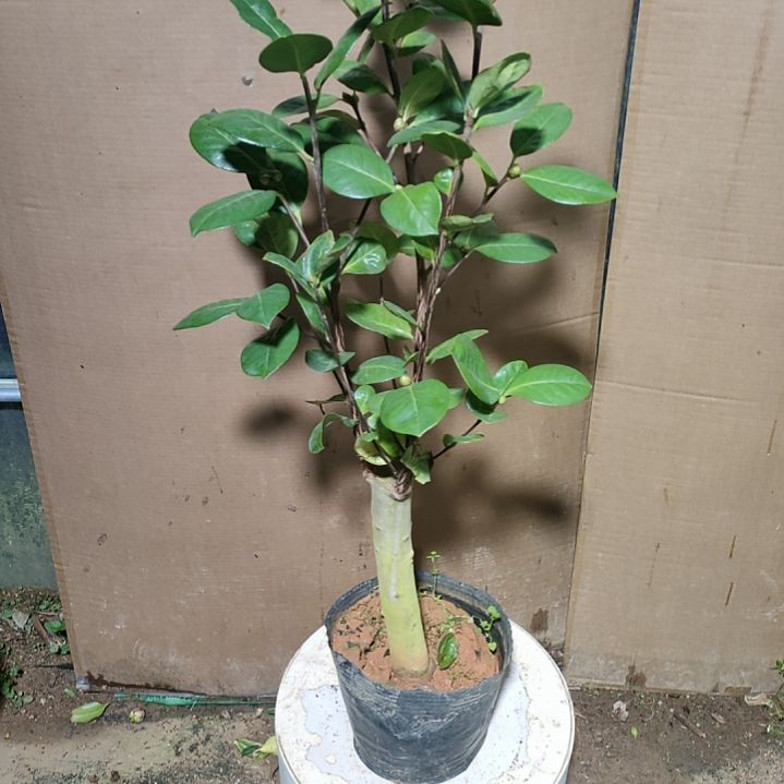 494恨天高，原盆原土发货，不包邮