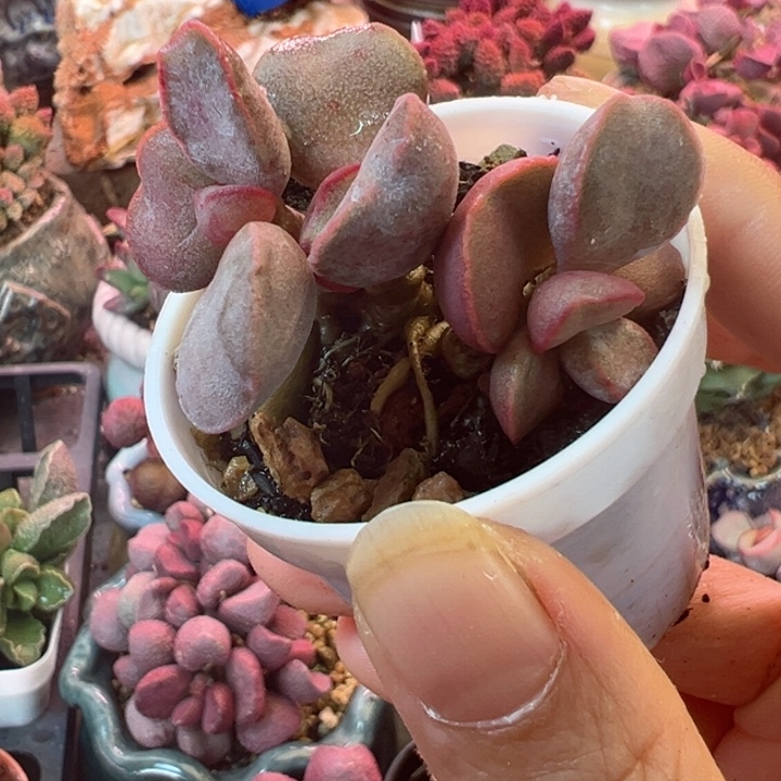 可以说是我不知道怎么说