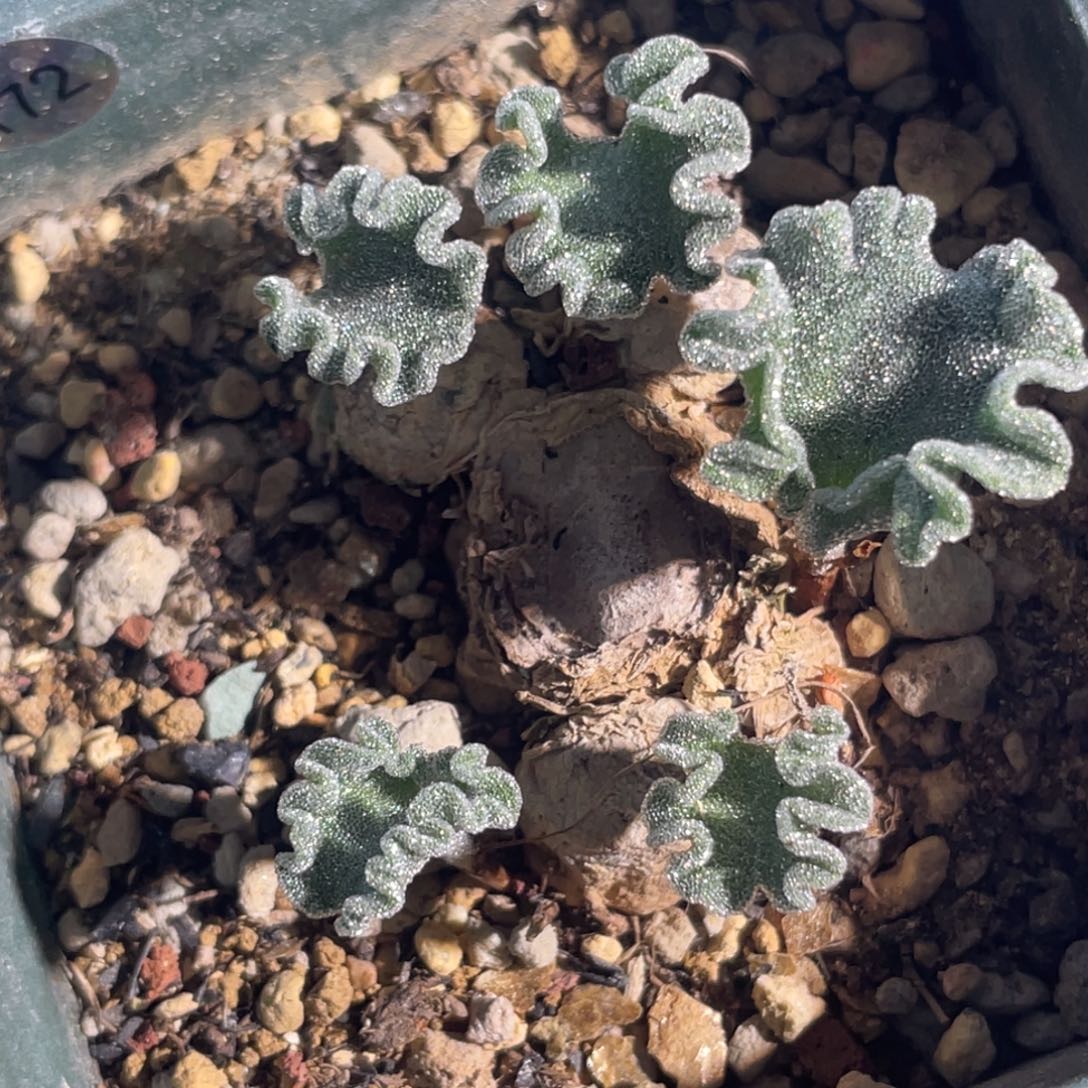 5头冰晶海带植物一物一拍