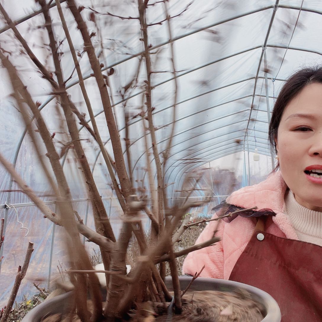 海棠海棠千重咲680