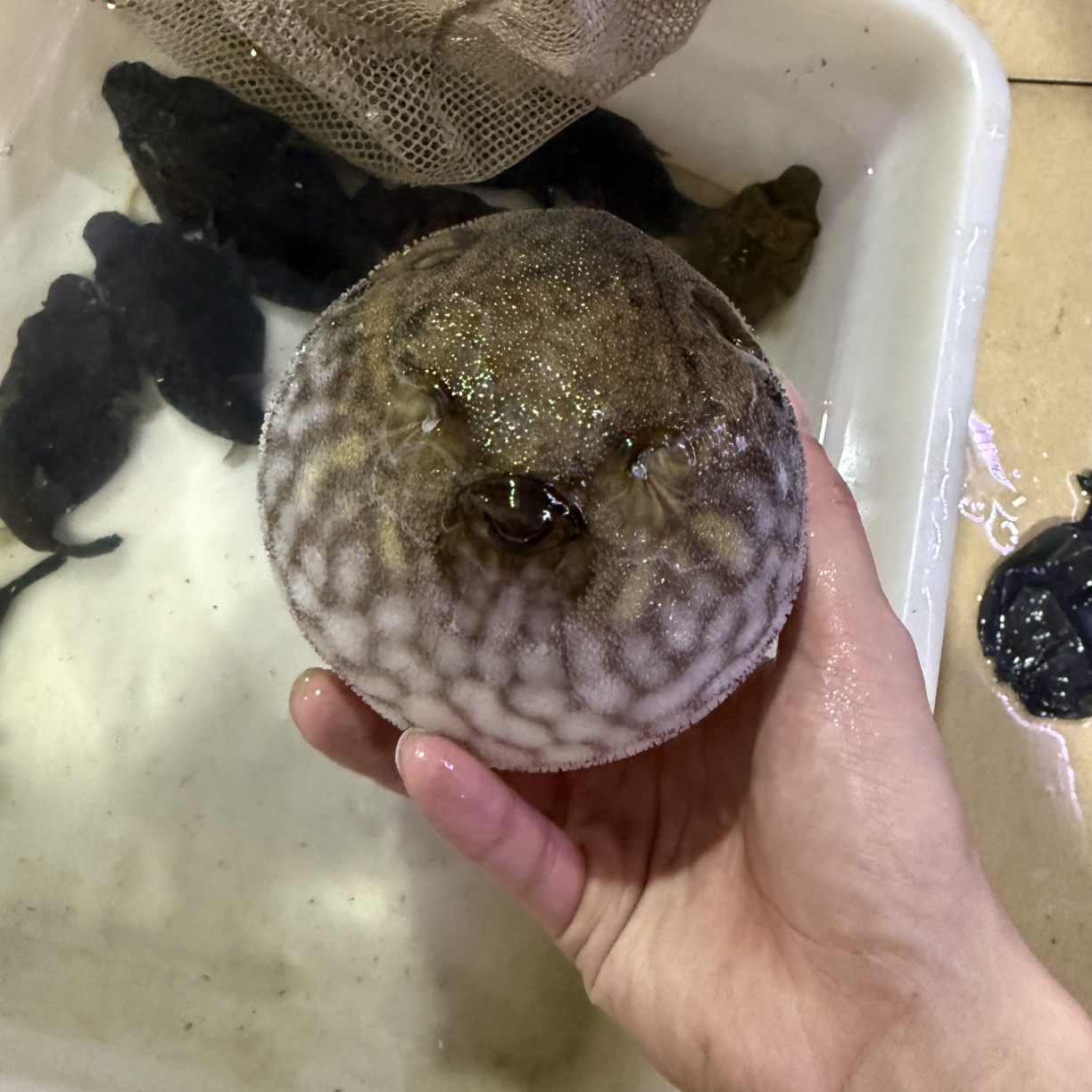 印尼进口麒麟狗头可爱好养活会鼓肚子的潜水艇淡水河豚观赏鱼